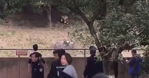 宁波雅戈尔动物园老虎咬人事件是怎么回事?