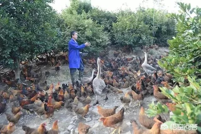 养殖业什么前景最好?