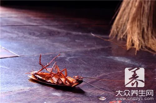 如何除蟑螂最有效