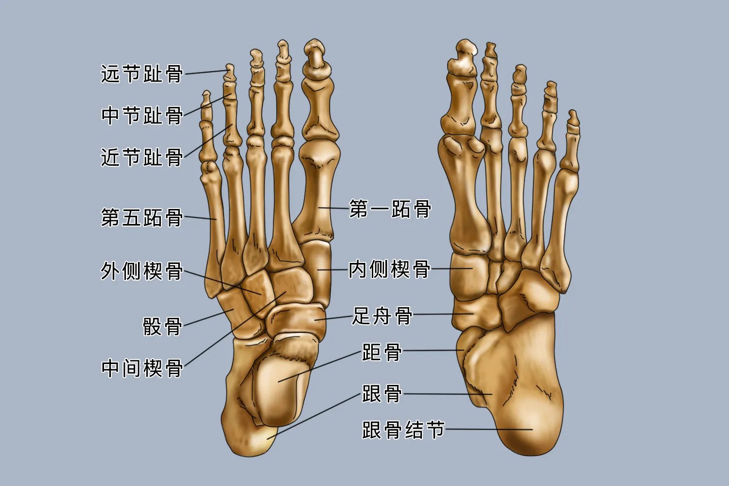 脚的解剖结构图片