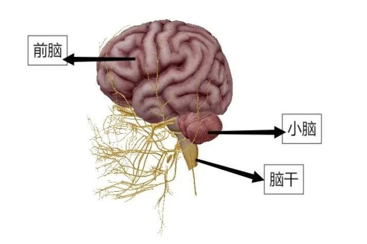 大脑结构图