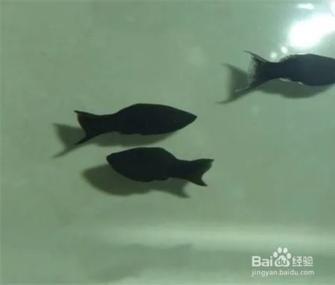 黑玛丽鱼的特性是什么 如何饲养