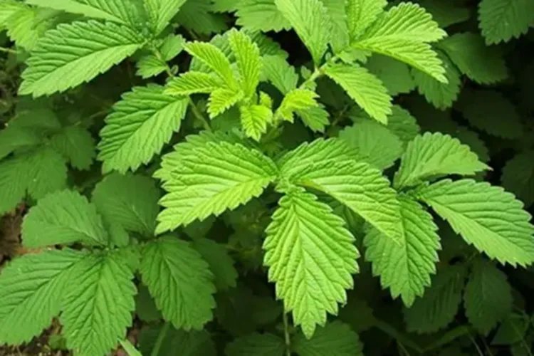 仙鹤草的图片