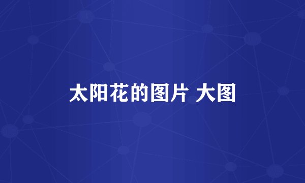 太阳花的图片 大图