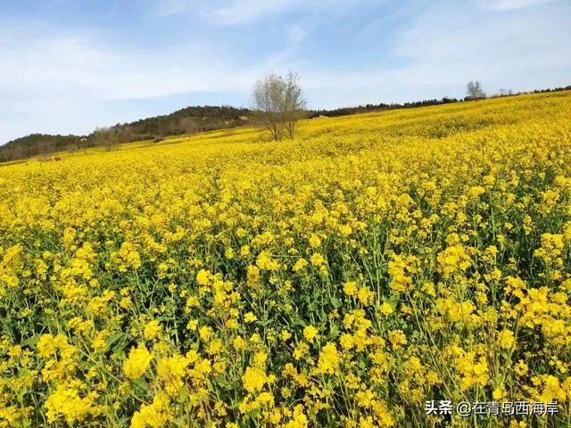 青岛现在疫情情况怎么样?