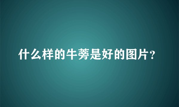 什么样的牛蒡是好的图片？