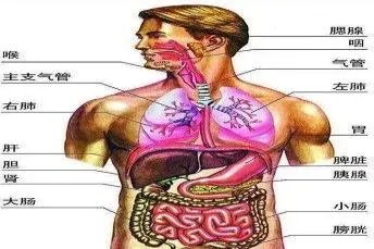 人的内脏结构图片