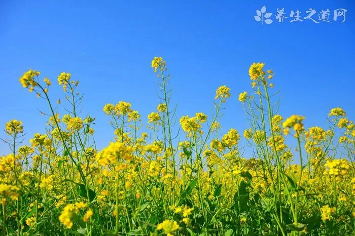 臭虫药有哪些