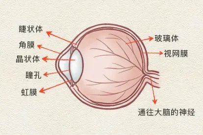 眼睛结构图