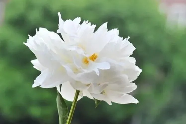 白芍药花图片