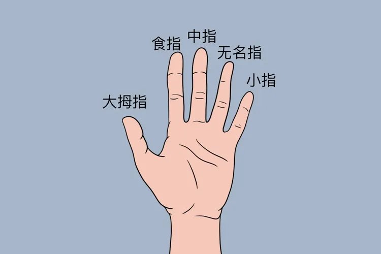手指分布图