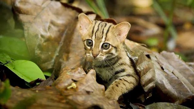 BBC新出的纪录片《大猫》能否超越高口碑《蓝色星球2》?