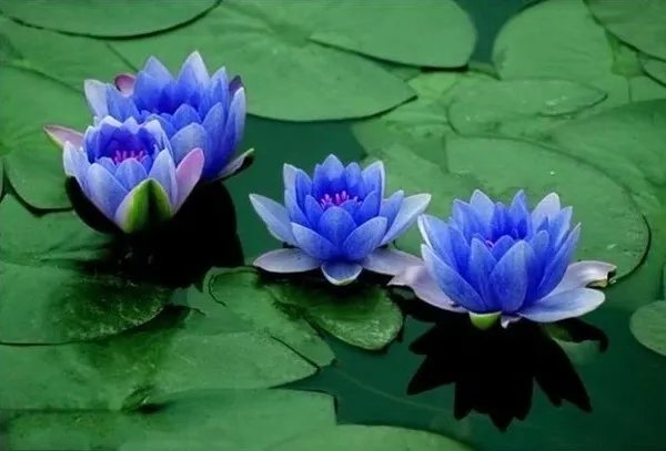 蓝莲花图片赏析 蓝莲花代表了什么寓意