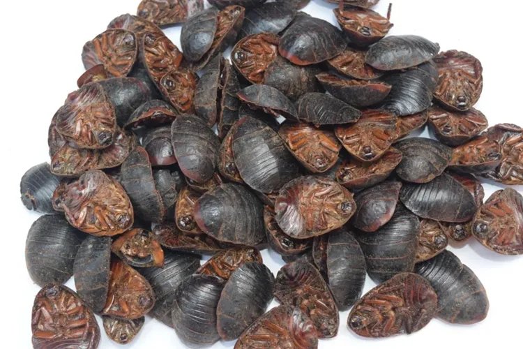 土鳖虫的图片