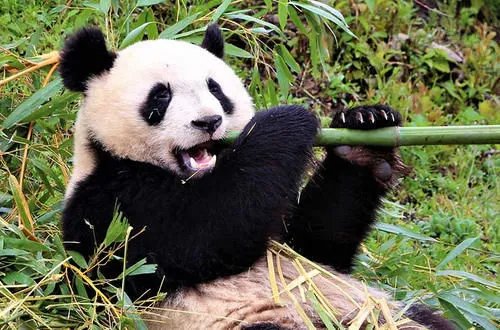 全球唯一白色大熊猫长大变金白色,这是基因变异导致的吗?