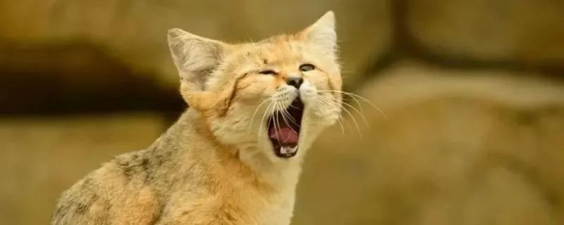 沙猫的特点