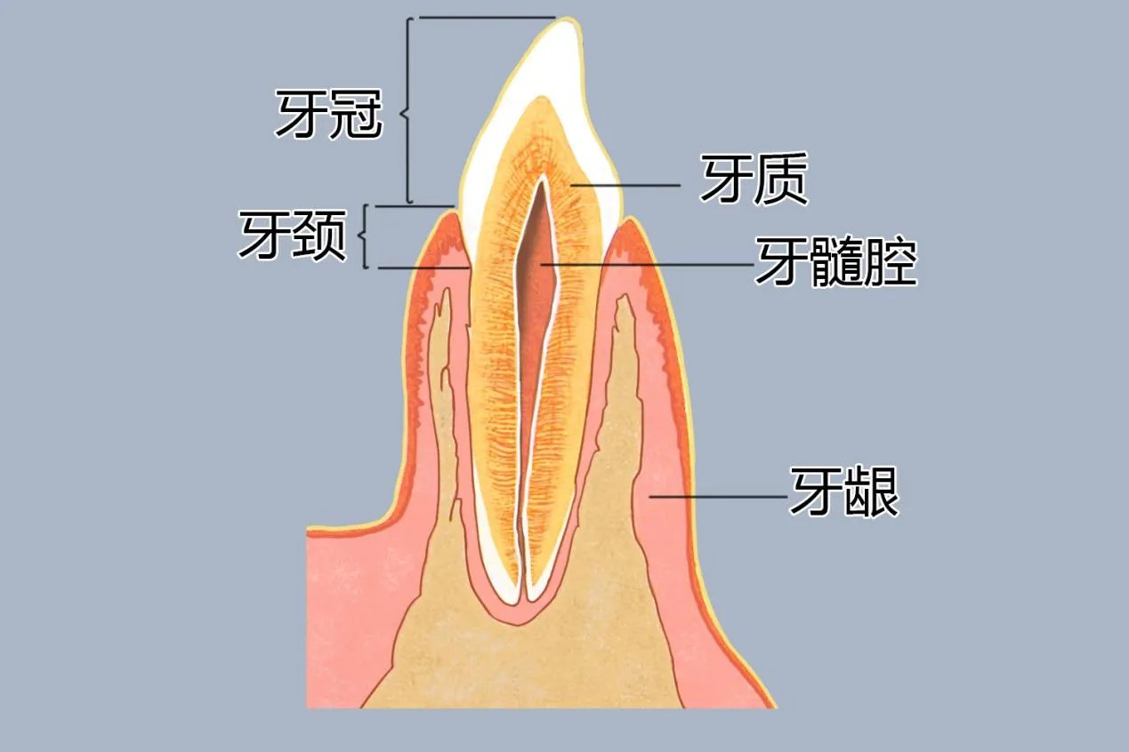 牙解剖图