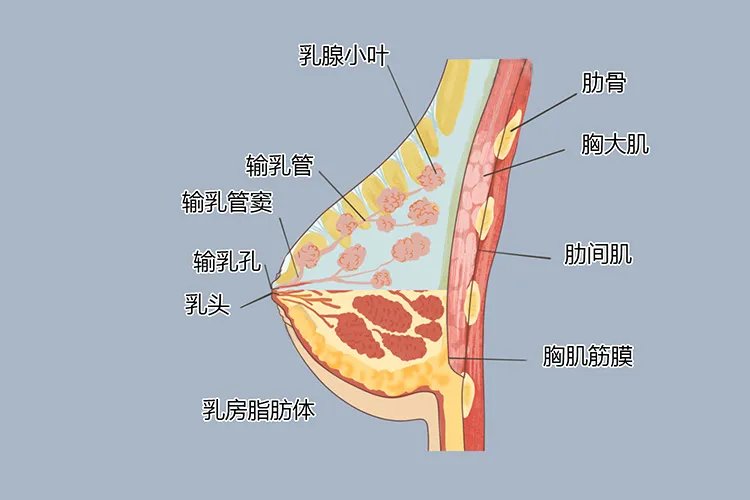 乳腺解剖图