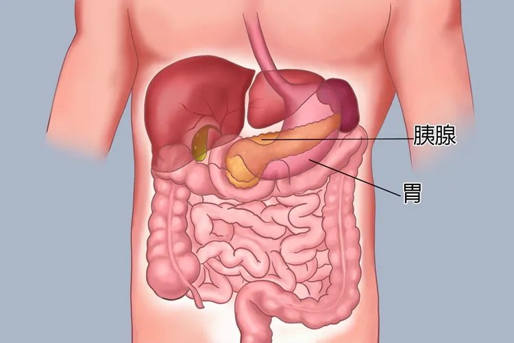 胰腺部位图片大全