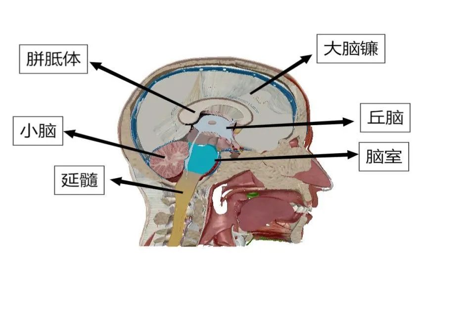大脑结构图