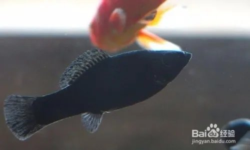 黑玛丽鱼的特性是什么 如何饲养