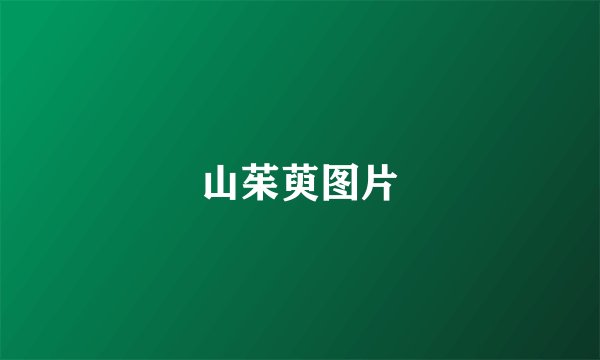 山茱萸图片