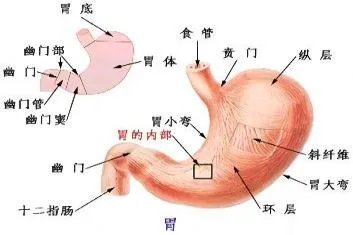 胃部分布图