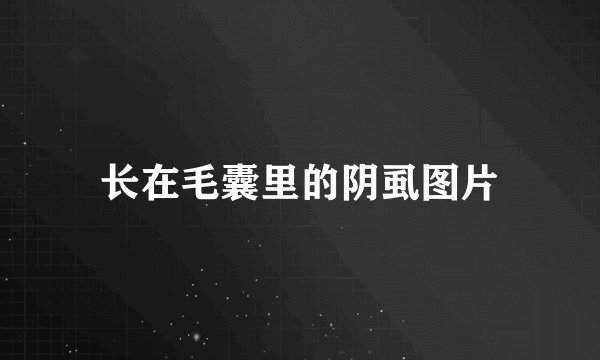 长在毛囊里的阴虱图片