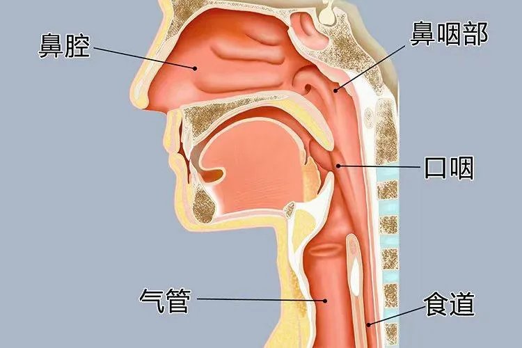 鼻腔示意图