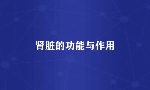 肾脏的功能与作用
