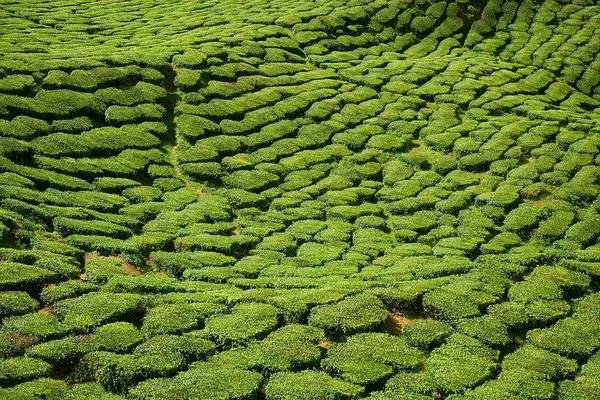 枸杞芽茶什么时候喝最好