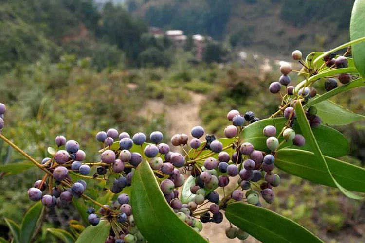 土茯苓图片
