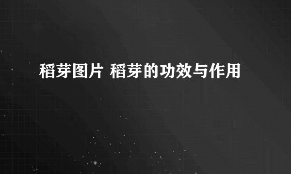稻芽图片 稻芽的功效与作用