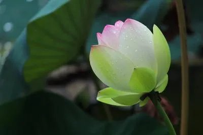 短效避孕药停药后出血正常吗