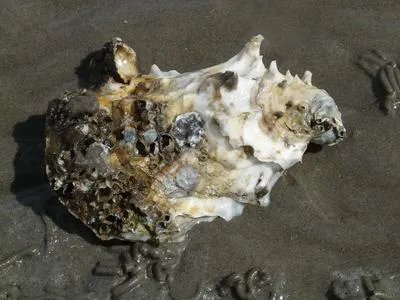 牡蛎碳酸钙泡腾片的作用  牡蛎碳酸钙泡腾片的注意事项