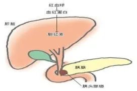 胰腺区位置图片