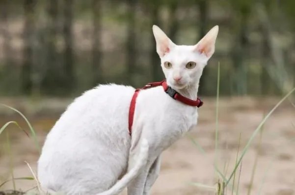 俄罗斯猫品种大全—俄罗斯十大名猫