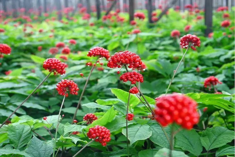 西洋参的图片大全