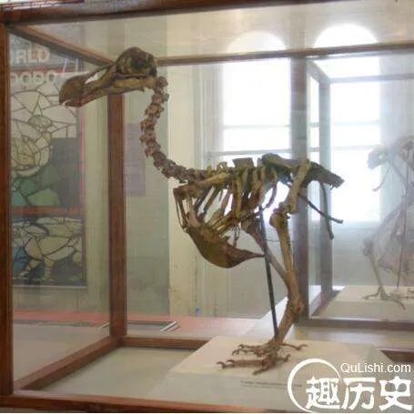 渡渡鸟