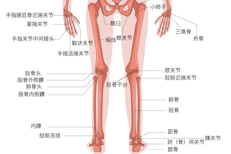 人体骨骼图
