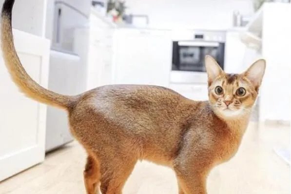 俄罗斯猫品种大全—俄罗斯十大名猫