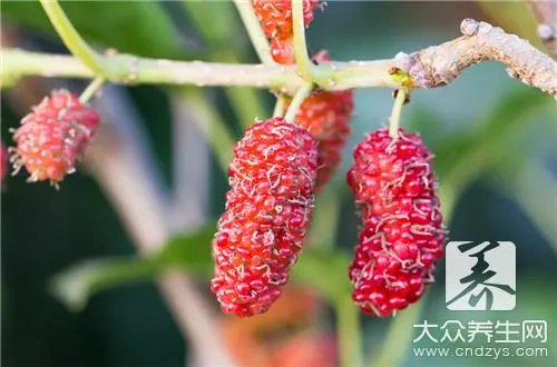 桑葚泡酒功效作用分别有哪些？