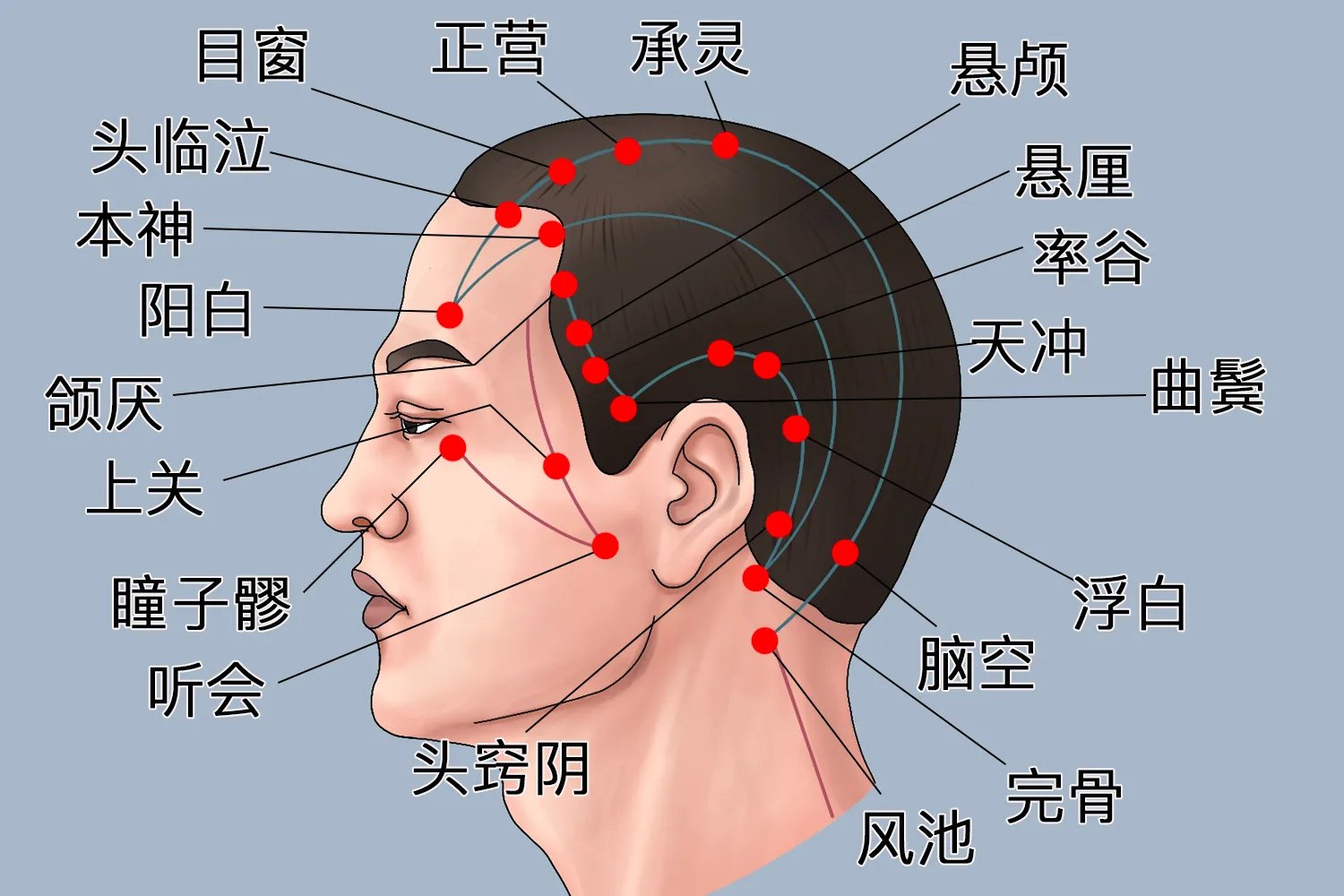 后脑头部经络图