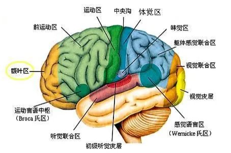 人的脑部结构示意图