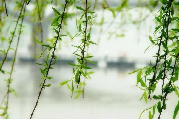 柳树拼音