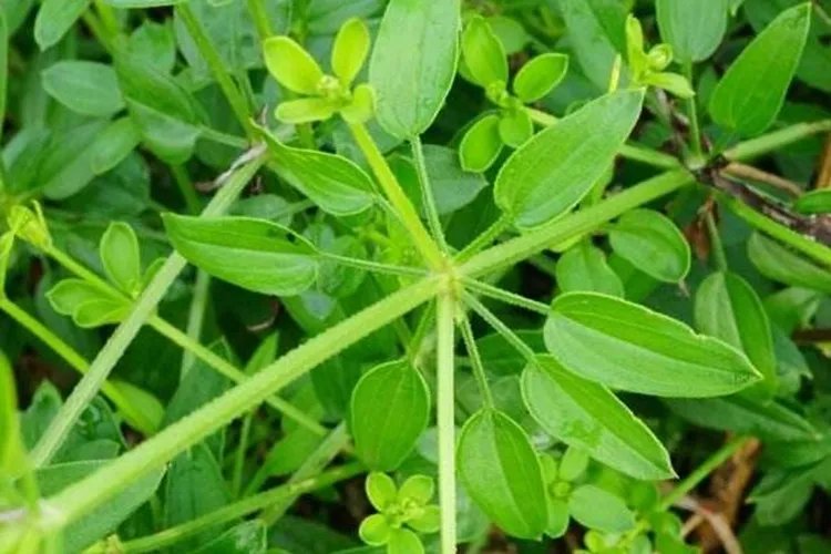 茜草的功效与作用图片大全