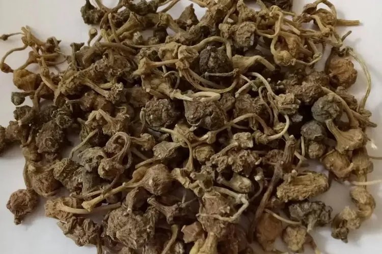 珠子参图片