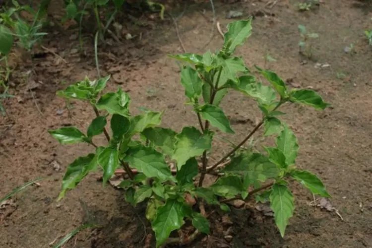 牛膝全草图片