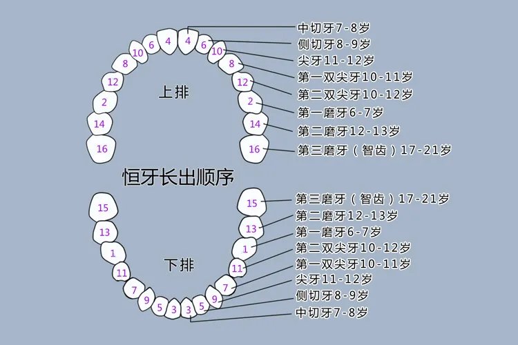 小朋友换牙齿的顺序图