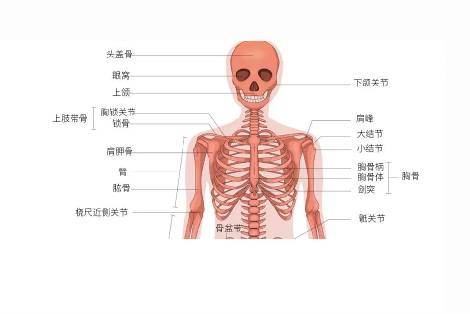 人体骨骼图